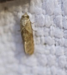 Eupoecilia acrographa