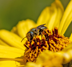 Osmia coloradensis