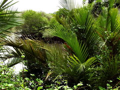 Nypa fruticans