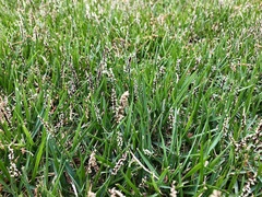 Zoysia