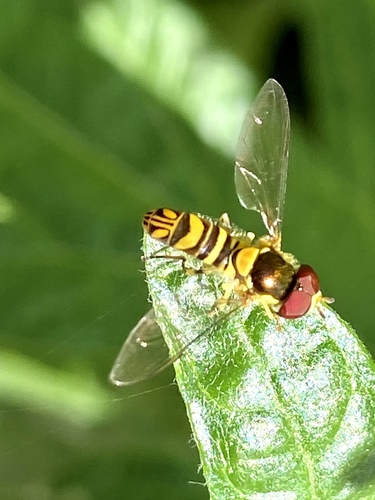 iNaturalist observation photo of Oblique Streaktail