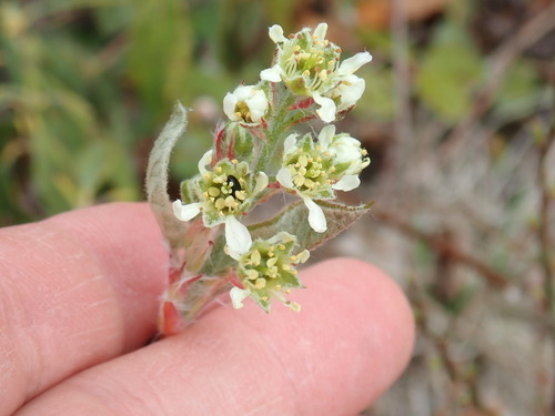 Image of Amelanchier nantucketensis by no rights reserved