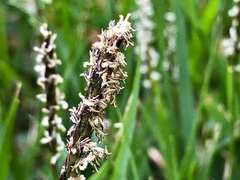 Zoysia