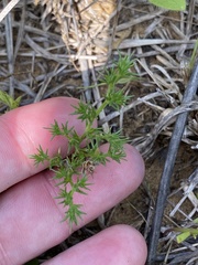 Loeflingia squarrosa