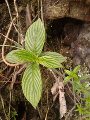 Columnea strigosa