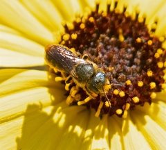 Osmia coloradensis