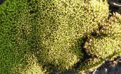 Tortella humilis