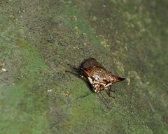 Alcimocoris japonensis