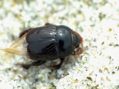 Reichardtia pedatrix