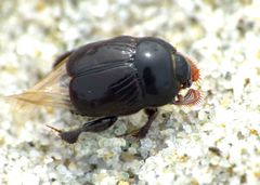 Reichardtia pedatrix