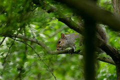 Sciurus carolinensis