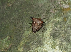 Alcimocoris japonensis