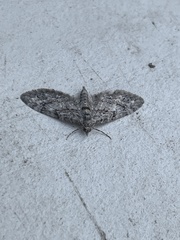 Eupithecia columbiata