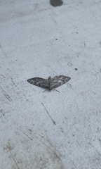 Eupithecia columbiata