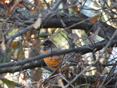 Turdus migratorius