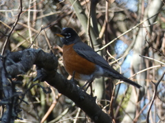 Turdus migratorius