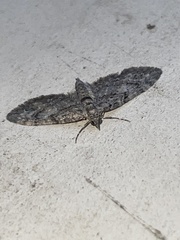 Eupithecia columbiata