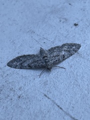 Eupithecia columbiata