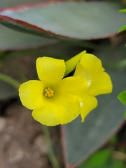 Oxalis pes-caprae