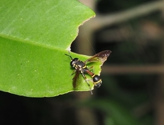 Monoceromyia