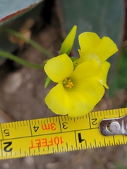 Oxalis pes-caprae