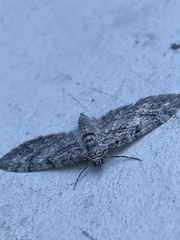 Eupithecia columbiata