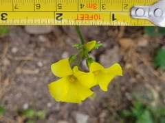 Oxalis pes-caprae