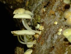 Mycena interrupta image