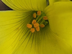 Oxalis pes-caprae