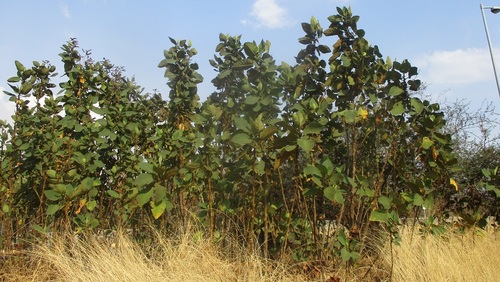 fiberglass plant