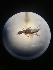 Achenomorphus corticinus