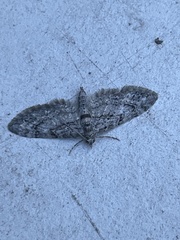Eupithecia columbiata