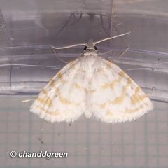 Patissa fulvosparsa