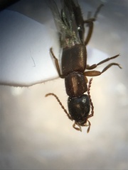 Achenomorphus corticinus