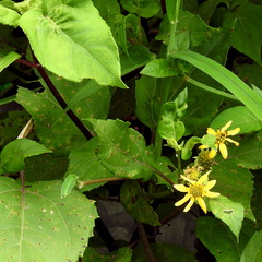 Wollastonia biflora