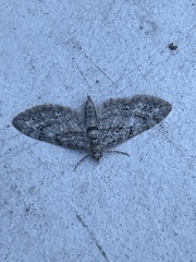 Eupithecia columbiata