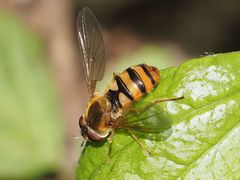 Epistrophe nitidicollis