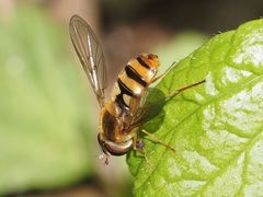 Epistrophe nitidicollis