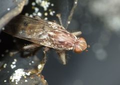 Maorimyia bipunctata