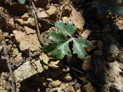 Lomatium parvifolium