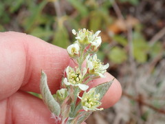 Amelanchier nantucketensis