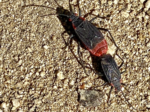 iNaturalist observation photo of Red-shouldered Bug