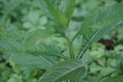 Verbesina alternifolia