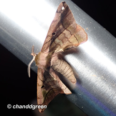 Prismosticta microprisma