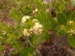 Baccharis macrantha