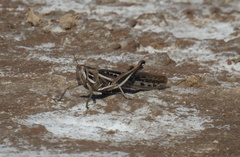 Schistocerca cancellata