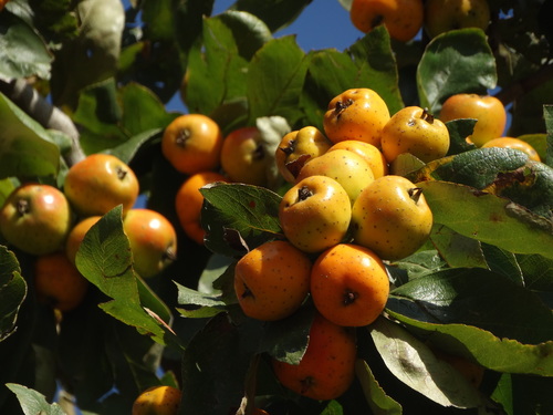 Crataegus mexicana