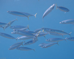 Decapterus macarellus