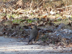 Turdus migratorius