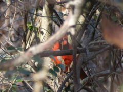 Cardinalis cardinalis